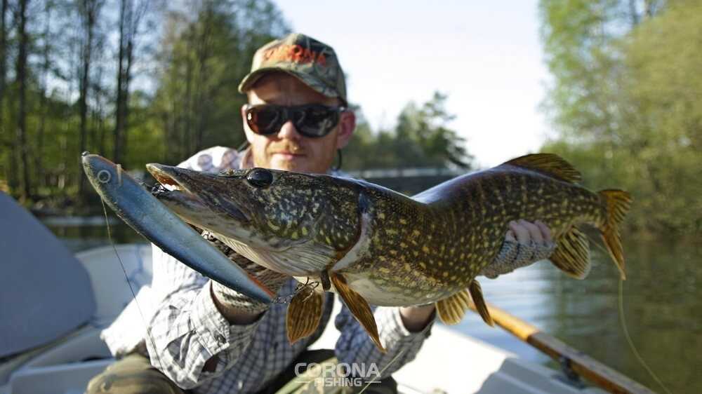 najlepsze woblery na szczupaka